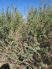 Caragana spinosa, photograph Urgamal Magsar, CC BY, iNaturalist via GBIF