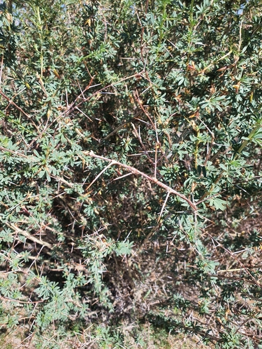 Caragana spinosa, photograph 3