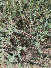 Caragana spinosa, photograph Urgamal Magsar, CC BY, iNaturalist via GBIF