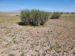 Caragana spinosa, photograph Urgamal Magsar, CC BY, iNaturalist via GBIF