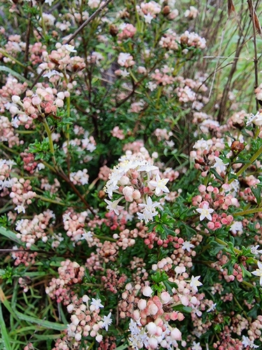 wedge-leaved pomaderris