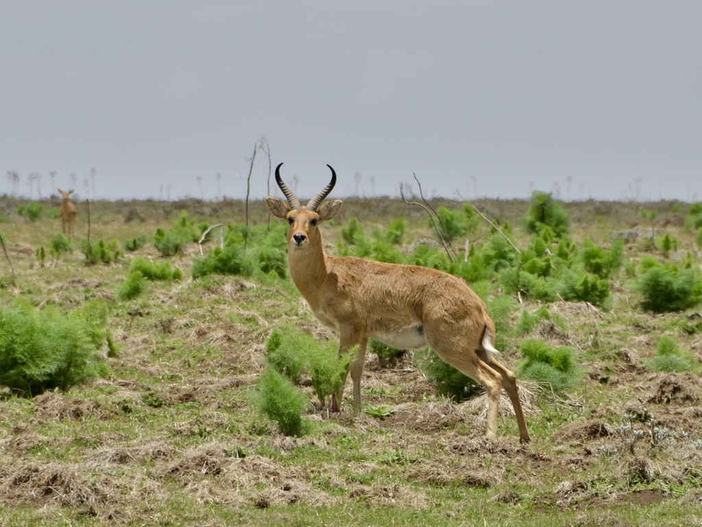 Redunca redunca, Bale, Ethiopia, by gosando