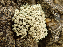 Lecanora phryganitis