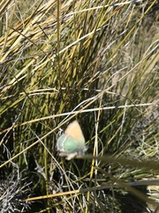 Callophrys mcfarlandi