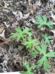 Delphinium exaltatum