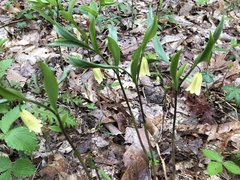 Uvularia