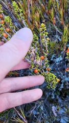 Coprosma fowerakeri, photograph author not stated, no rights reserved
