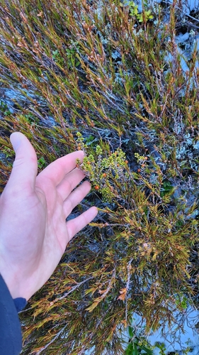 Coprosma fowerakeri, photograph 3
