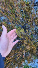 Coprosma fowerakeri, photograph author not stated, no rights reserved