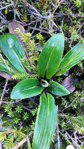 Celmisia verbascifolia