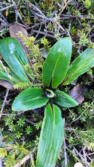 Celmisia verbascifolia