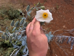 Argemone glauca, photograph author not stated, no rights reserved