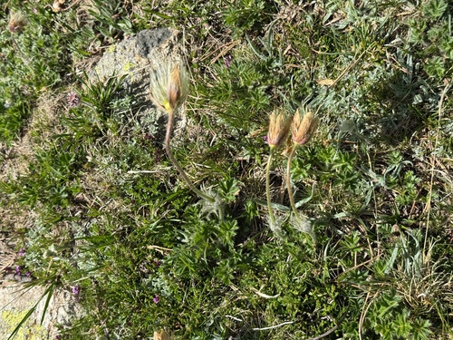 Pulsatilla vernalis, photograph 2