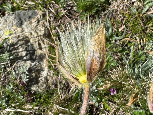 Pulsatilla vernalis, photograph 3