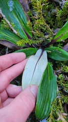 Celmisia verbascifolia, photograph author not stated, no rights reserved
