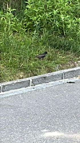 Sperlingsvögel