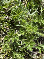 Pulsatilla vernalis, photograph (c) chrisdt, some rights reserved (CC BY)