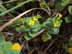 Wikstroemia uva-ursi
