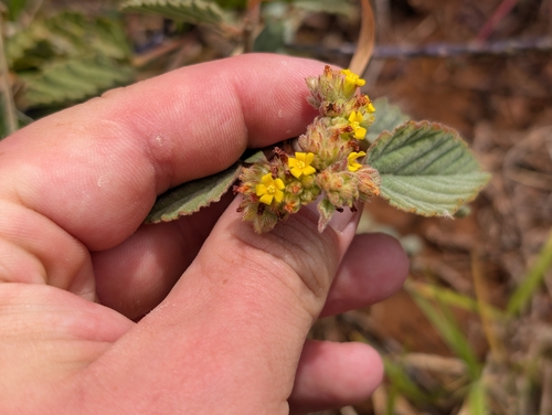 Waltheria indica observed 2026-06-29