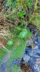 Ranunculus lyallii