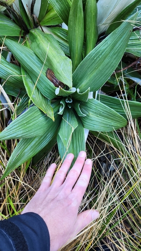 Celmisia semicordata, photograph 3