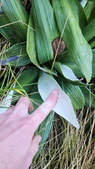 Celmisia semicordata, photograph author not stated, no rights reserved