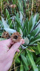 Celmisia semicordata, photograph author not stated, no rights reserved