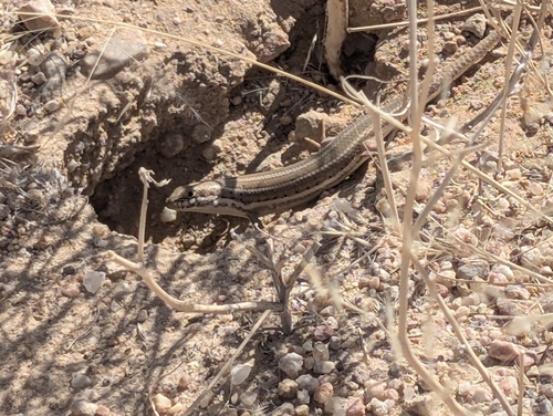Western three-striped skink