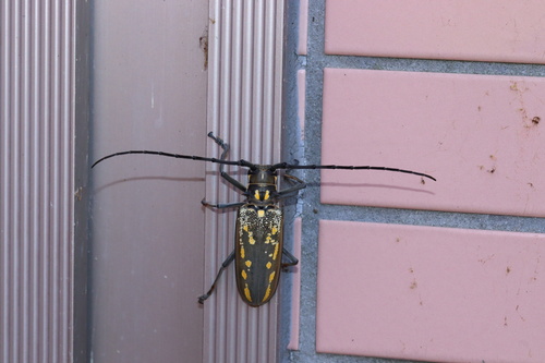 White-striped Longhorn Beetle