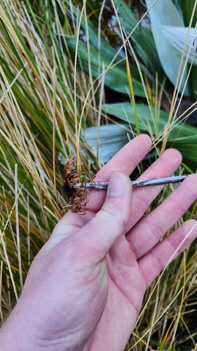 Celmisia semicordata, photograph 6