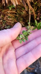 author not stated, no rights reserved Anaphalioides bellidioides, photograph author not stated, no rights reserved