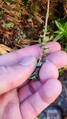 Anaphalioides bellidioides, photograph 6