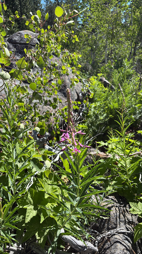 iNaturalist observation photo of fireweed