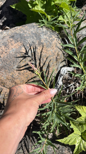iNaturalist observation photo of fireweed