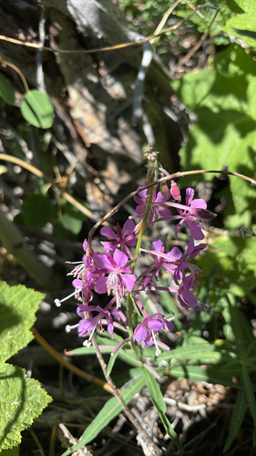 iNaturalist observation photo of fireweed