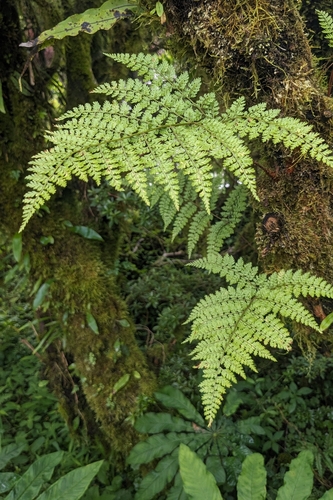 Davallia perdurans