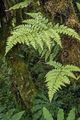 Davallia perdurans