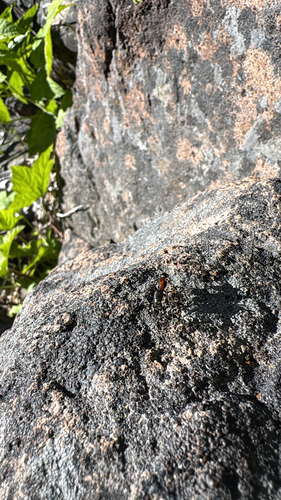 iNaturalist observation photo of Winged and Once-winged Insects