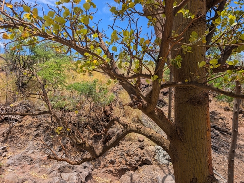 Erythrina sandwicensis observed 2026-06-29