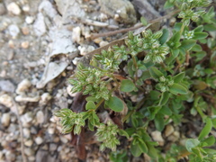 Polycarpon tetraphyllum