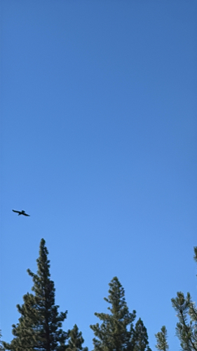 iNaturalist observation photo of Common Raven