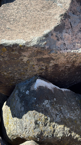 iNaturalist observation photo of Fungi Including Lichens