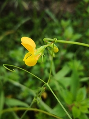 Lathyrus annuus