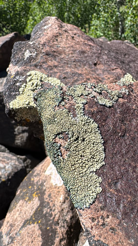 iNaturalist observation photo of Green Rock-posy