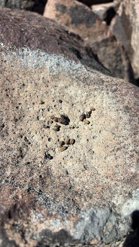 iNaturalist observation photo of Primates, Rodents, and Allies