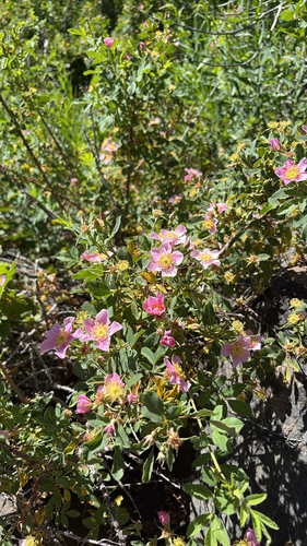 iNaturalist observation photo of Woods' rose