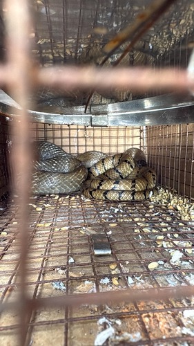 Oriental Rat Snake