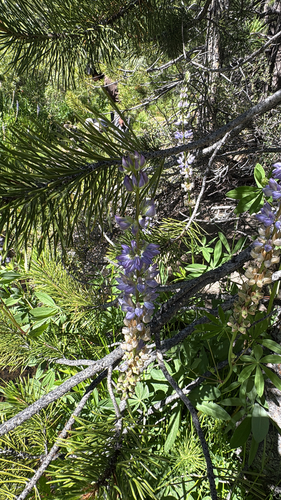 iNaturalist observation photo of lupines