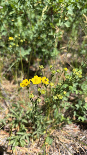 iNaturalist observation photo of slender cinquefoil