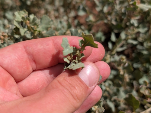 Atriplex, 2026-06-29